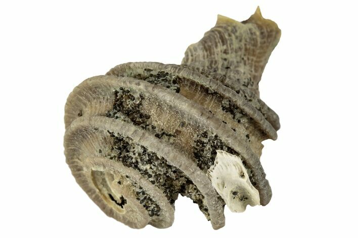 Pliocene Gastropod (Ecphora) Fossil - North Carolina #189592